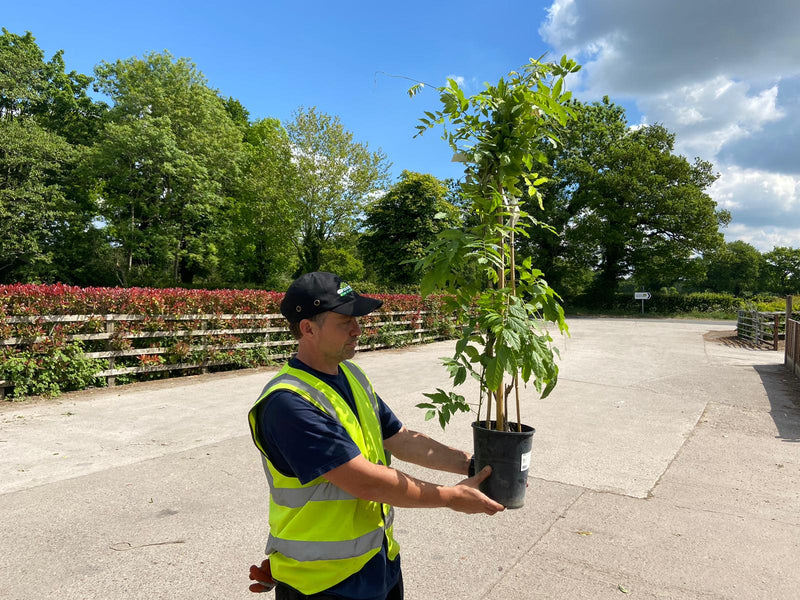 Wisteria Sinensis Venusta Alba  4 Litre Pot