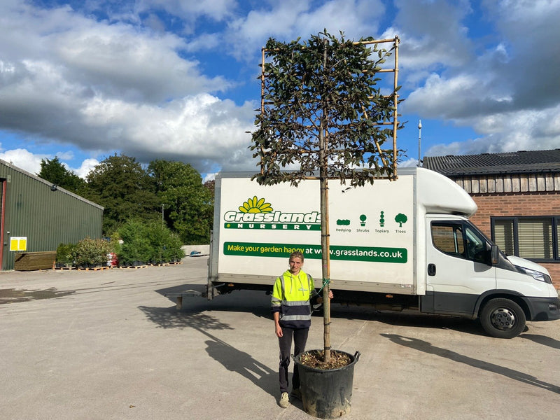 Carpinus B. Pleached Standard 16-18cmG 150x150cm