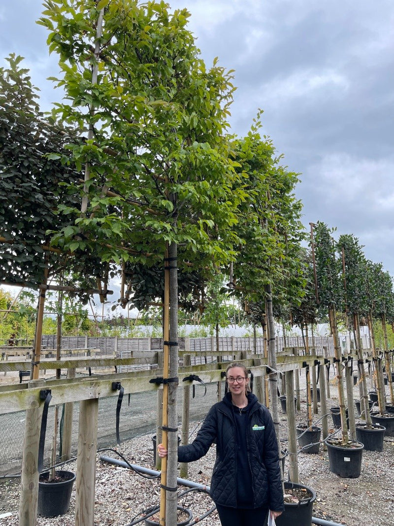 Carpinus B. Pleached Standard 16-18cmG 150x150cm