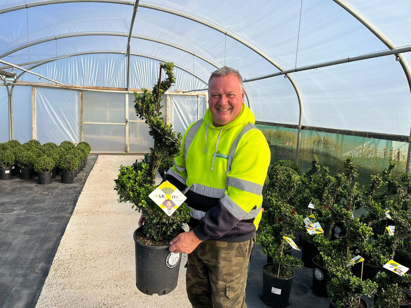 Ilex Crenata Dark Green Spiral 12 Litre 125cm inc. Pot