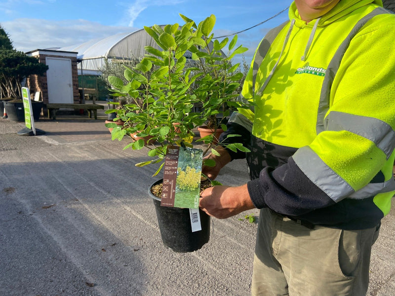 Cotinus Golden Spirit 3L