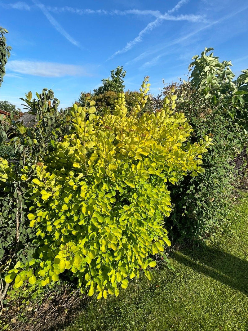 Cotinus Golden Spirit 3L