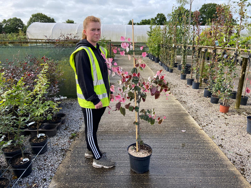 Cercis canadensis Carolina Sweetheart 15 Litre Pot