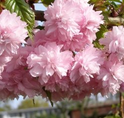 Prunus Kiku Shidare Zakura Half Standard 10 Litre Pot