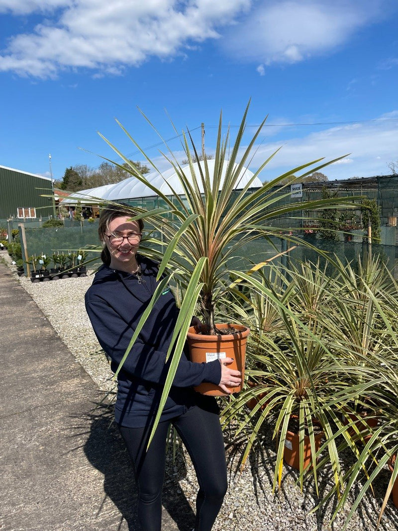 Cordyline Torbay Dazzler 9 Litre Pot