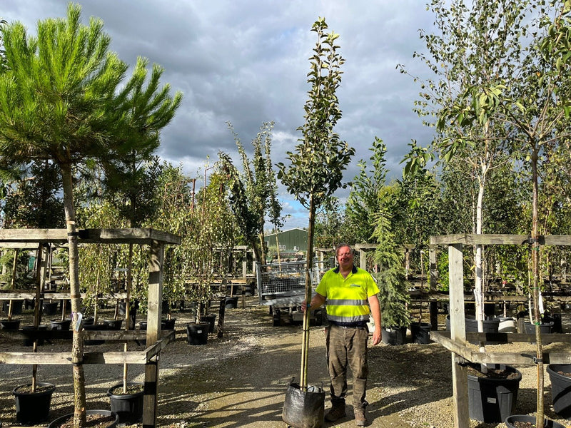 Malus Everest Extra Heavy Standard 80cm Girth Pot Grown