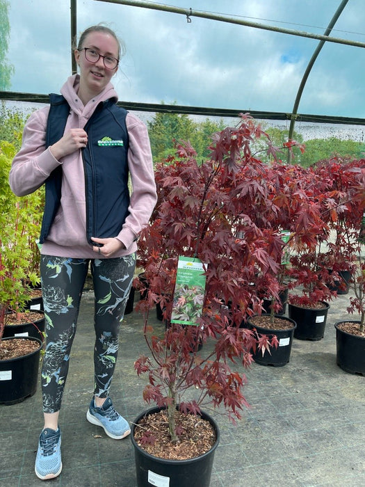 Acer palmatum Atropurpurea 15 Litre Pot