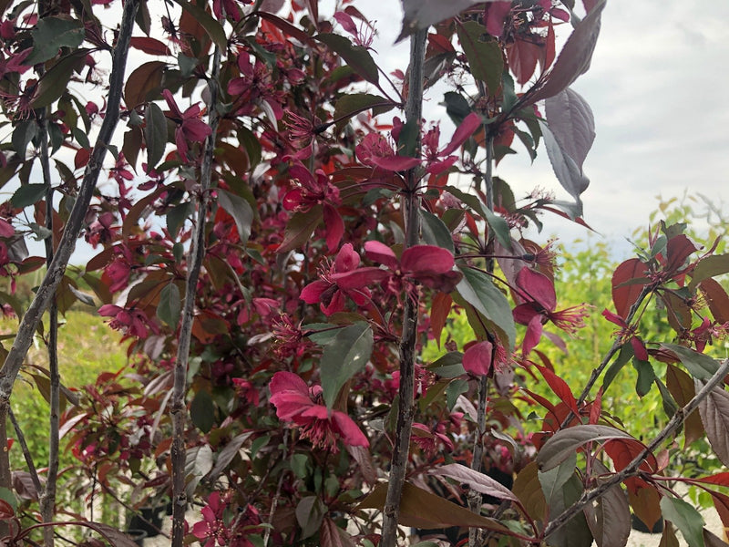 Malus Royalty Half Standard 30 Litre Pot