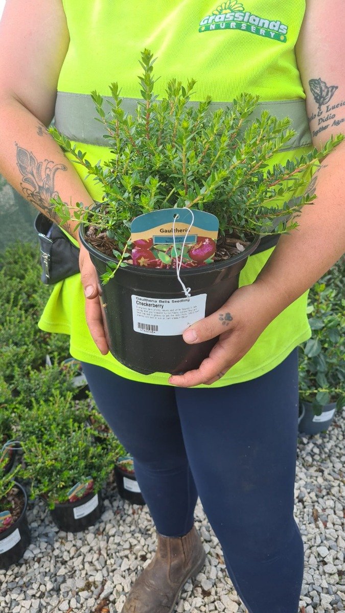 Gaultheria Bells Seedling 3 Litre Pot