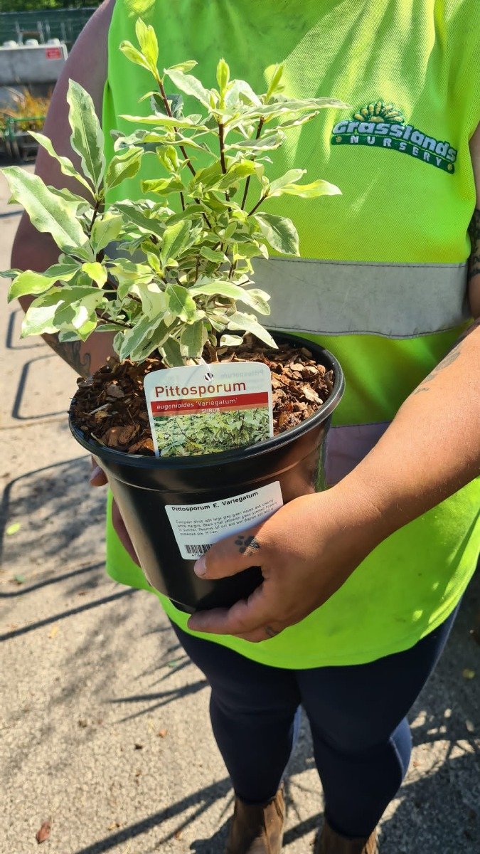 Pittosporum Eugenoides Variegatum 3 Litre Pot