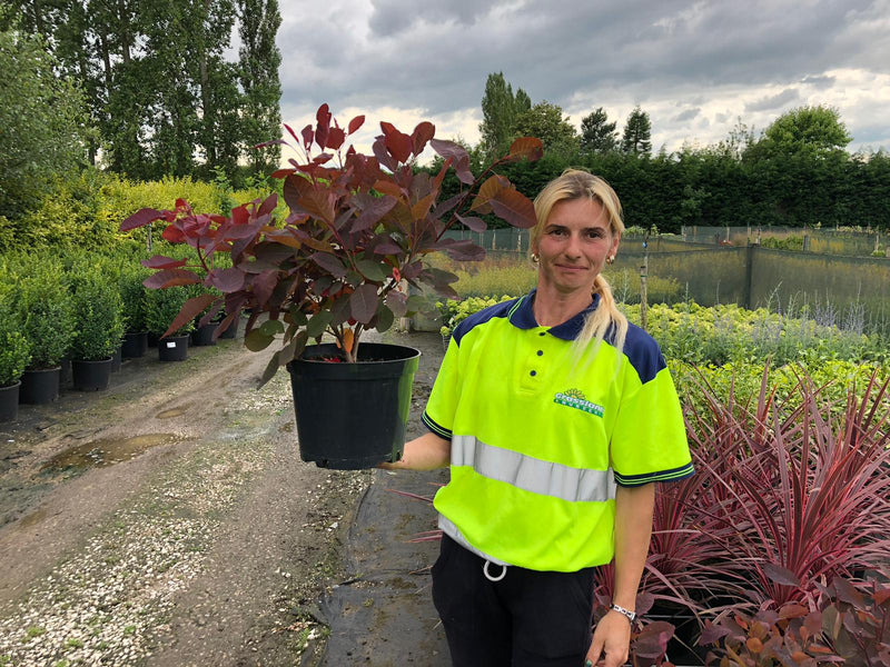 Cotinus Grace 4.5 Litre Pot