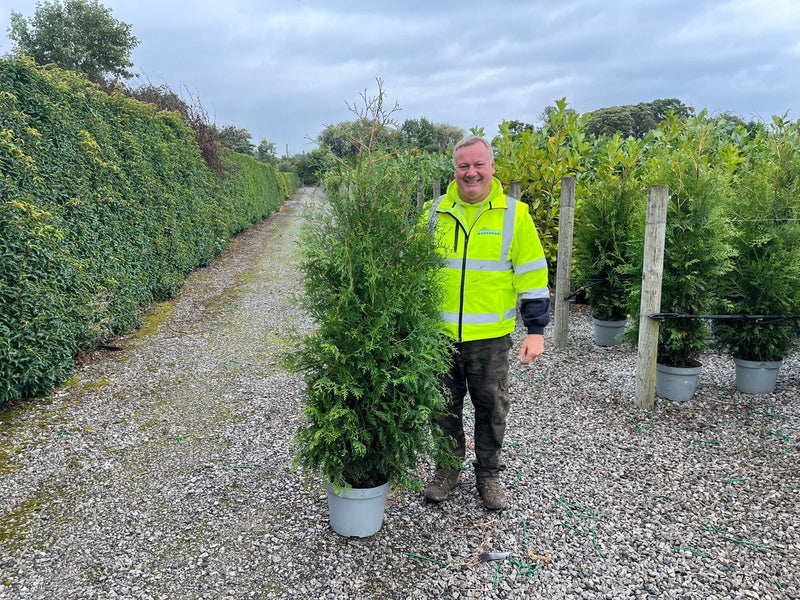 Thuja Brabant 15 Litre Pot 170/190cm