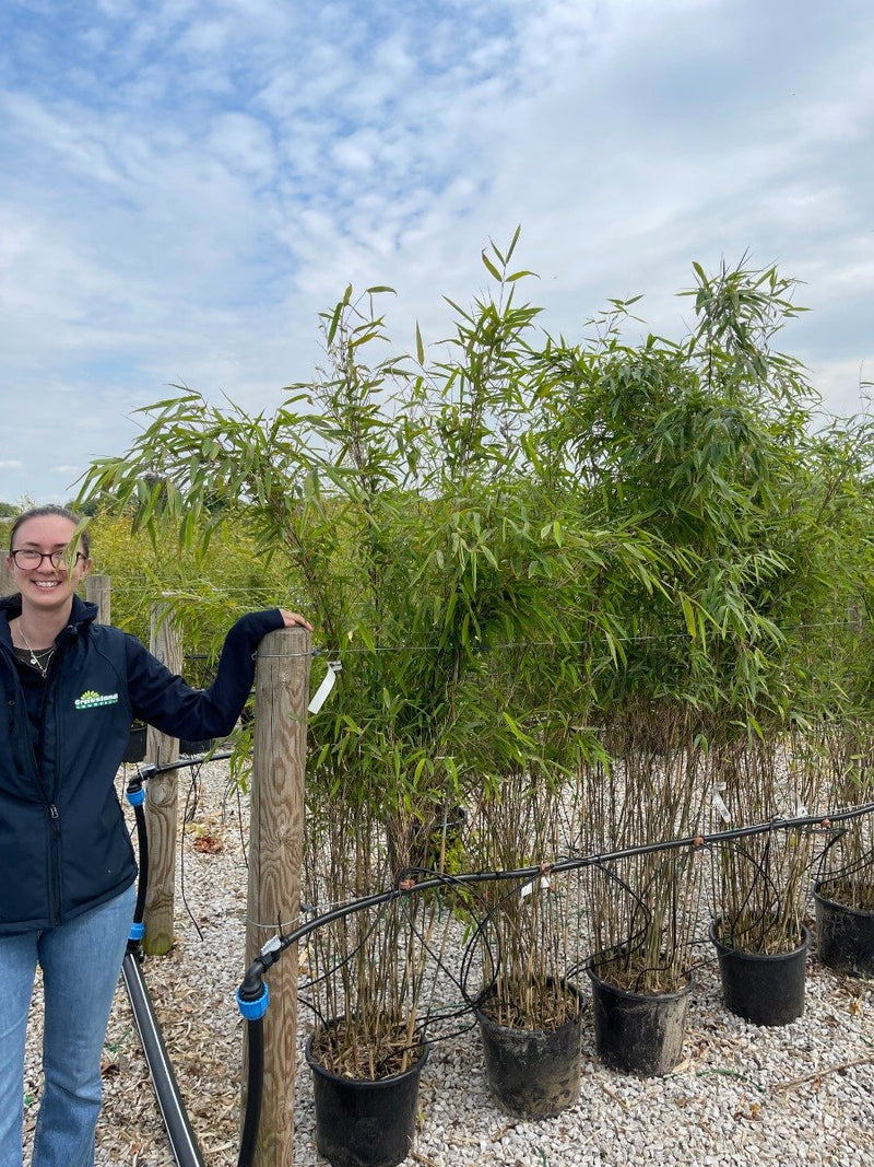 Bamboo Fargesia Nitida Obelisk 15 Litre Pot 1.8-2 Metre