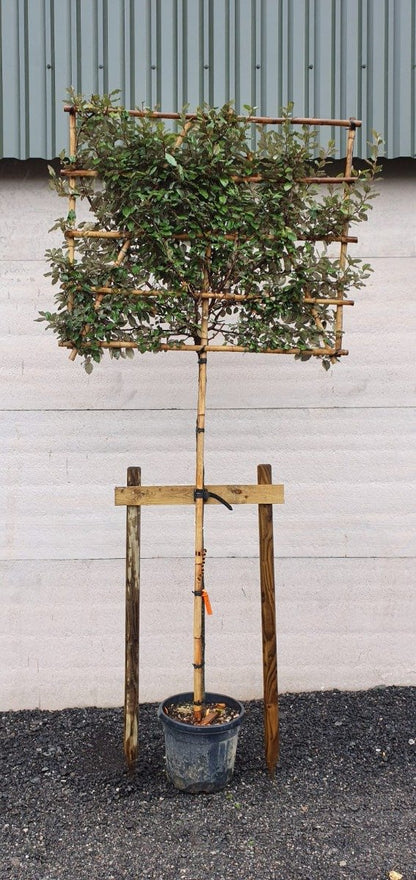 Heavy Duty Tree Staking Kit