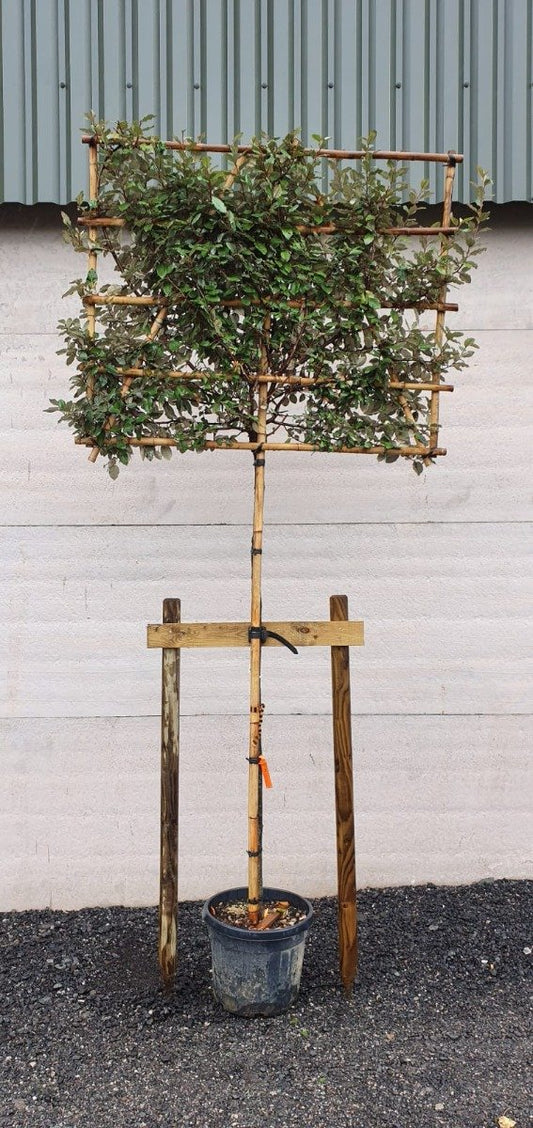 Heavy Duty Tree Staking Kit