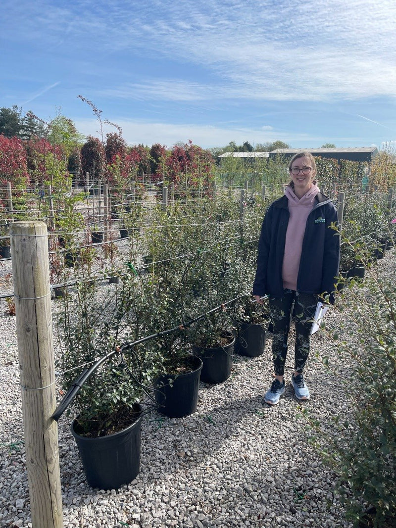 Osmanthus Burkwoodii 25 litre Pot 120/130cm