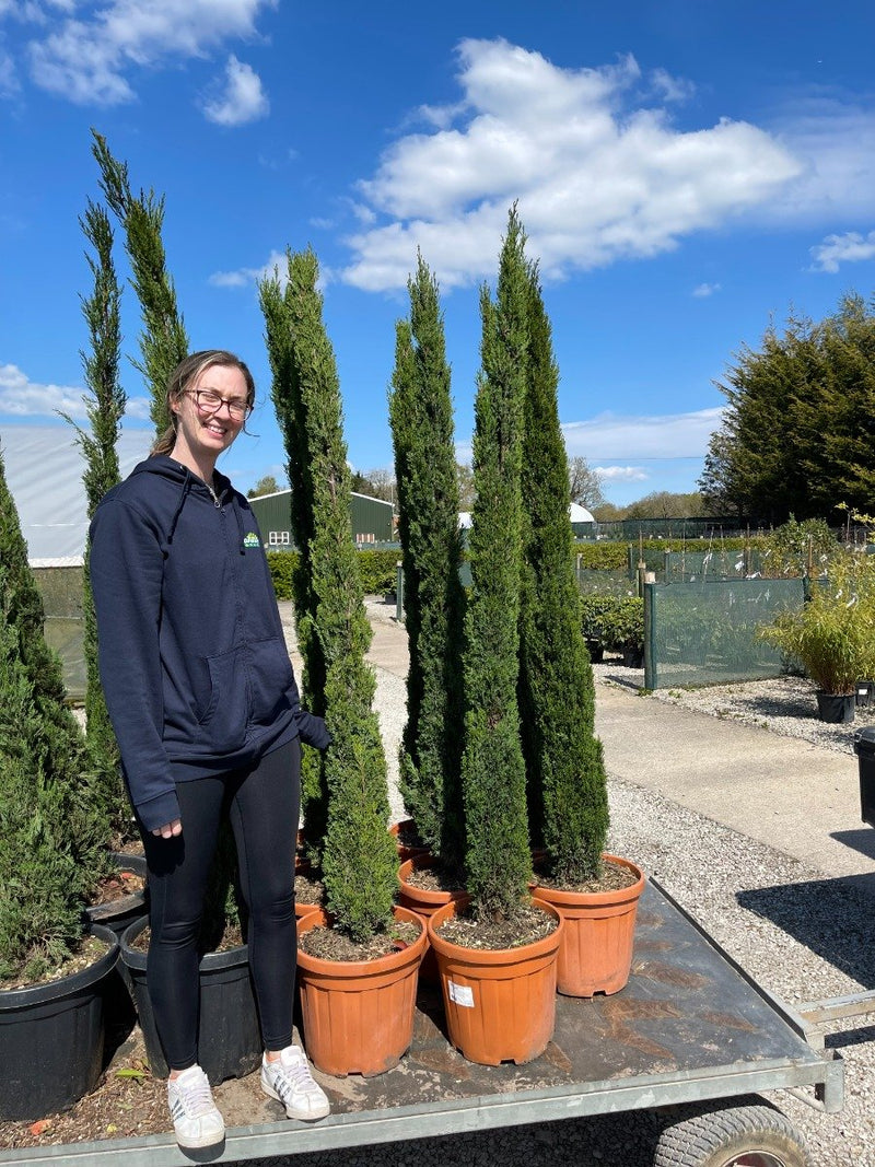 Italian Cypress / Cupressus Totem 20 Litre Pot 175/200