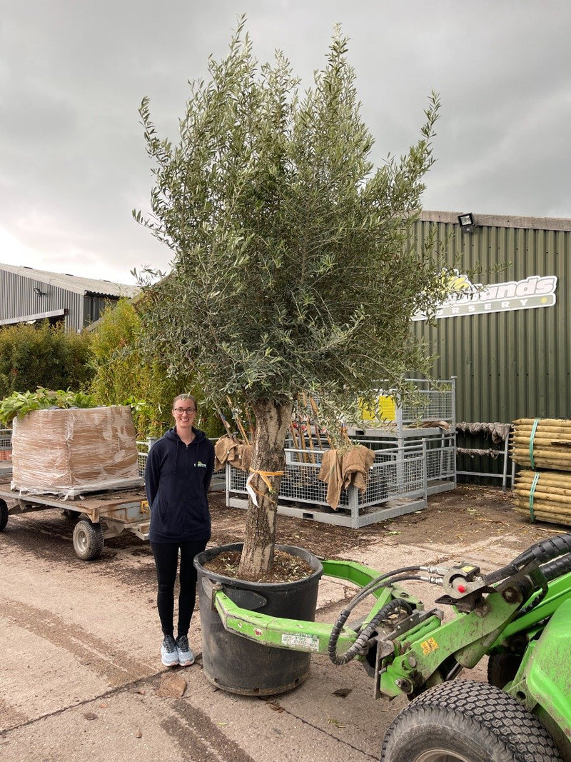 Olive Europea Smoothish Trunked Tree 180 Litre Pot