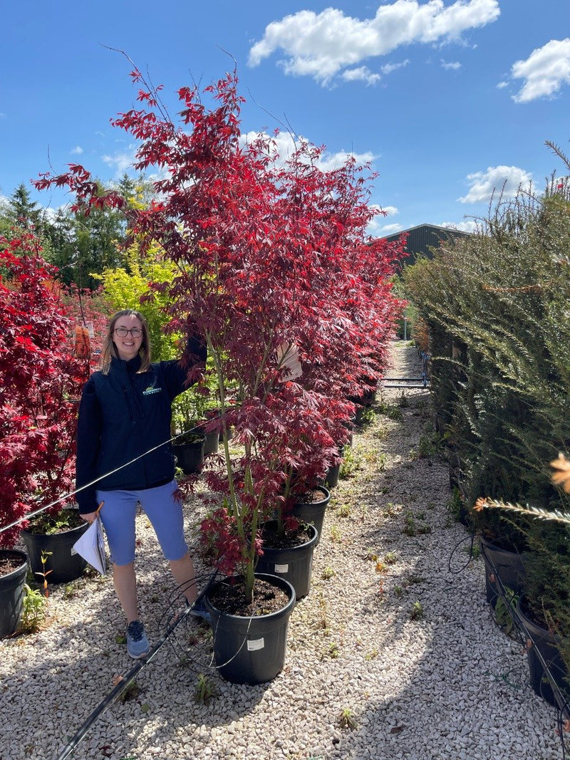 Acer palmatum Sumi-Nagashi 35 Litre Pot