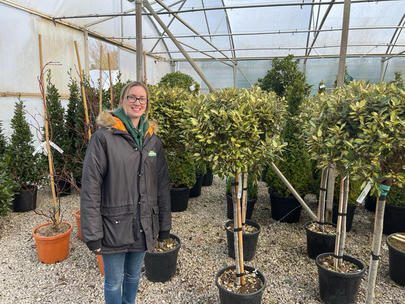 Elaeagnus x Ebbingei Maryline 1/2 Standard 25 Litre Pot