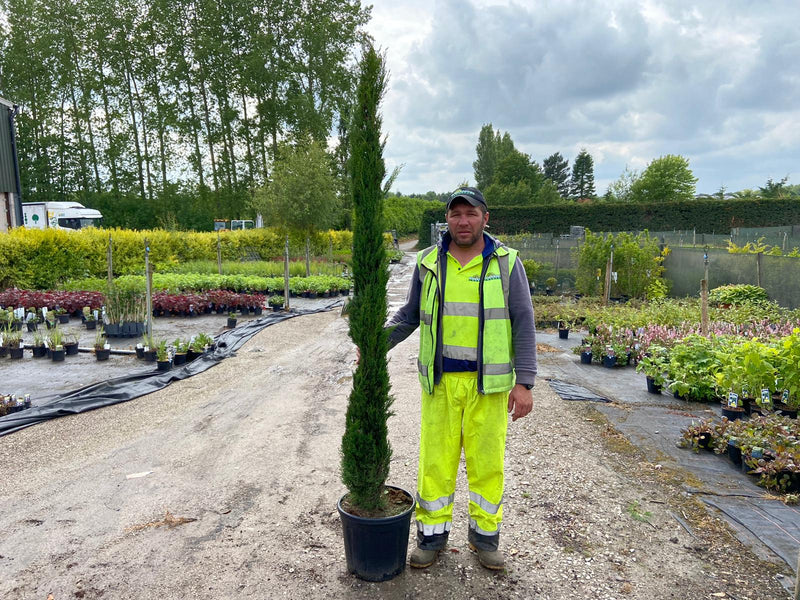 Cupressus sempervirens Pyramidalis 25 Litre Pot 225/240