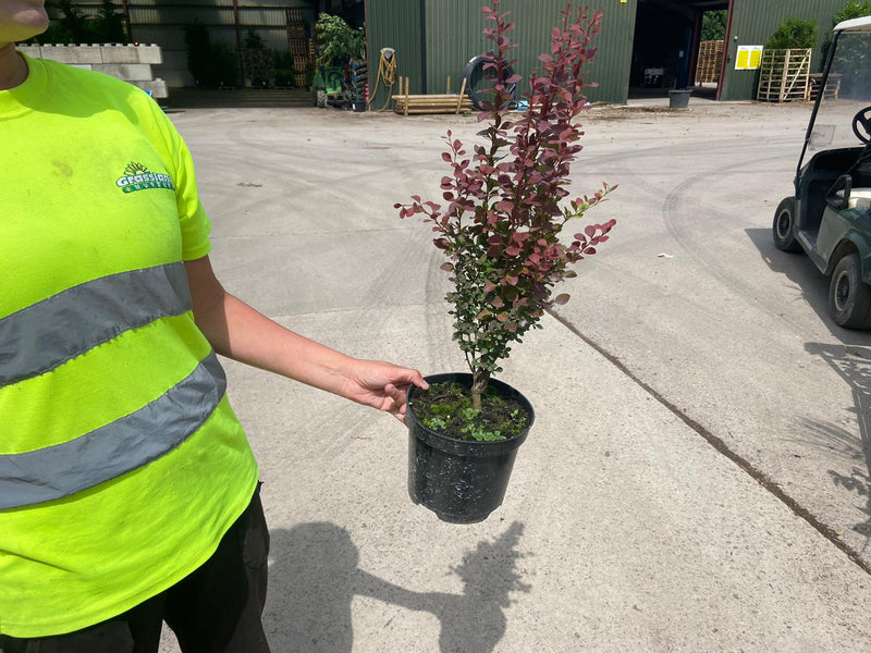 Berberis Atropurpurea 3 Litre Pot