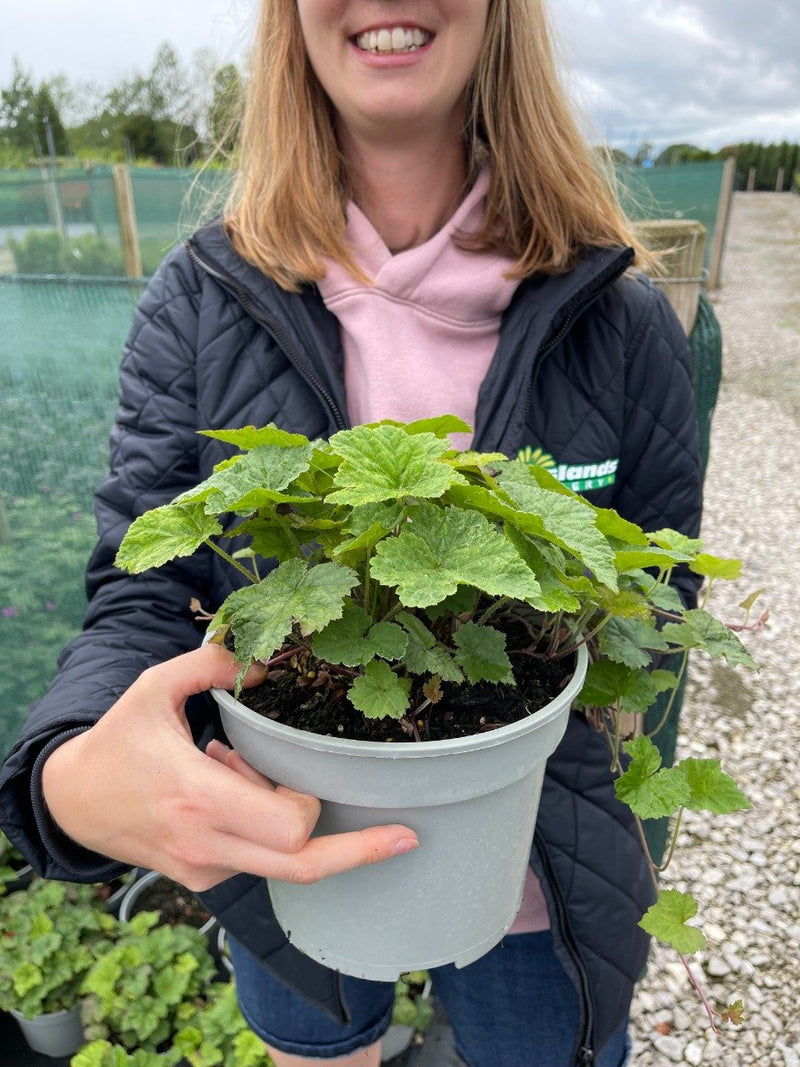 Tiarella Cordifolia 3 Litre Pot