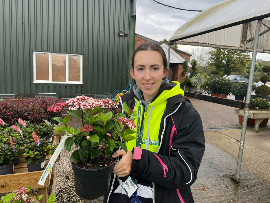 Viburnum Tinus Spirit 2 Litre Pot