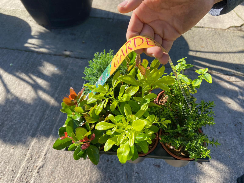 Hardy Shrub Mix 6 Plants 9 cm Pots