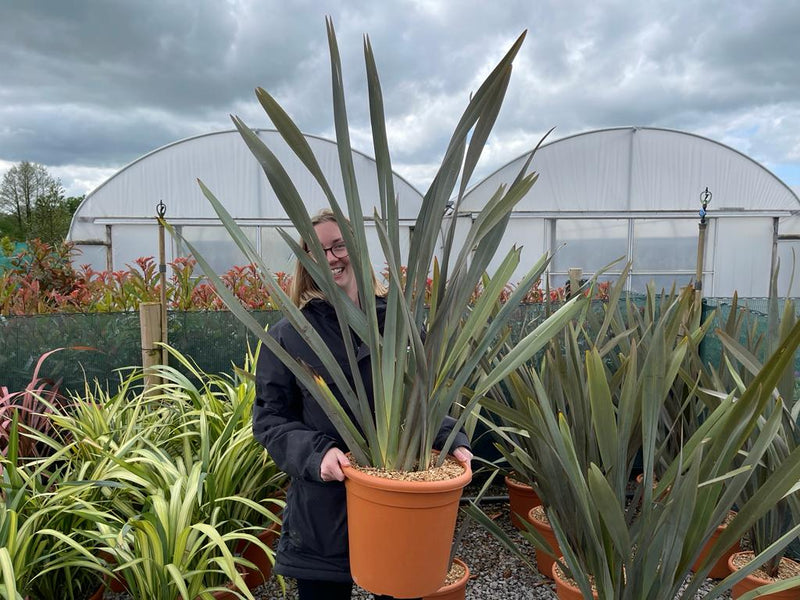Phormium tenax 15 Litre Pot
