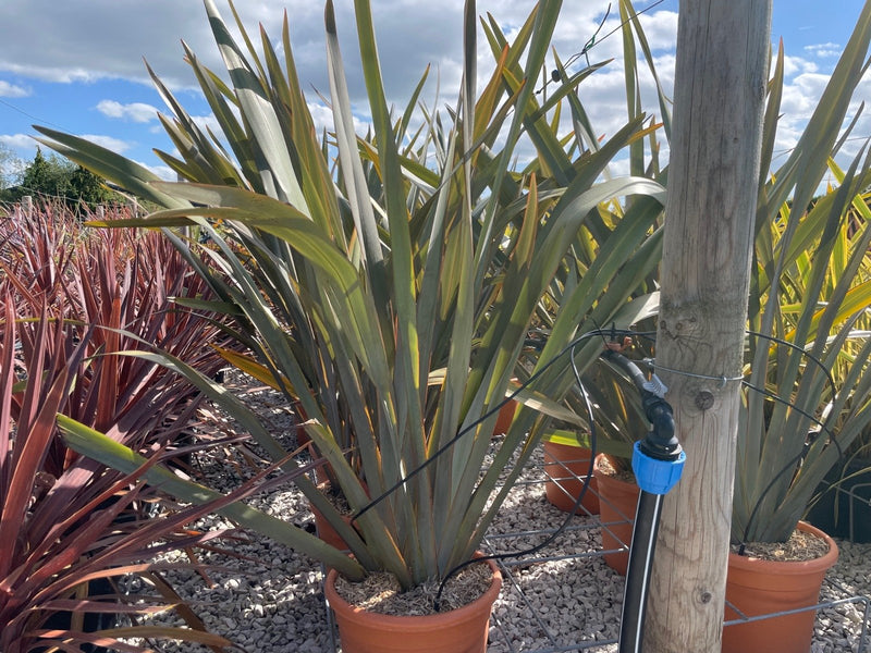 Phormium tenax 15 Litre Pot