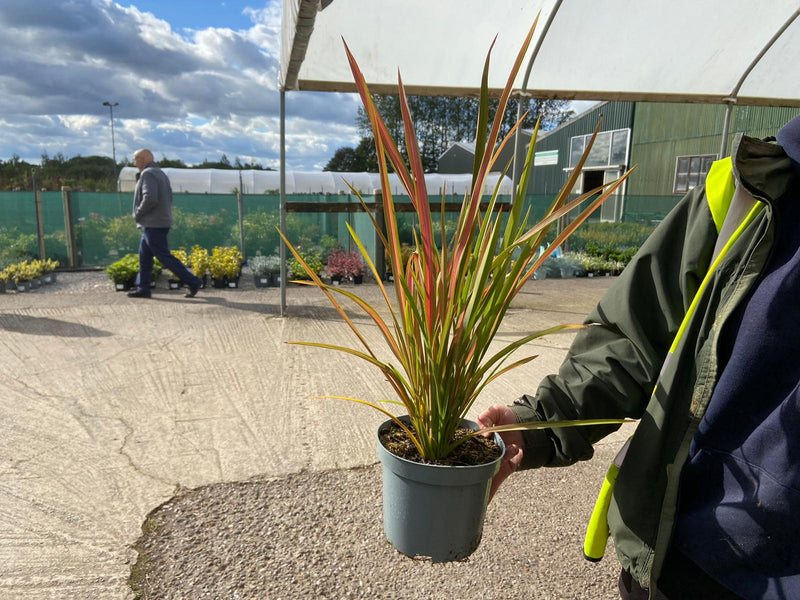 Phormium Maori Maiden 3 Litre Pot
