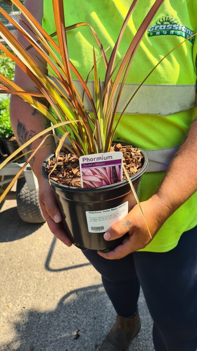 Phormium Maori Maiden 3 Litre Pot