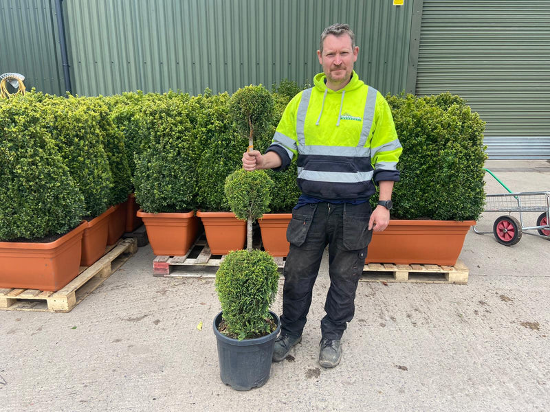 Cupressus ley.Castlewellan Gold 3 Ball Stack 25 Litre Pot