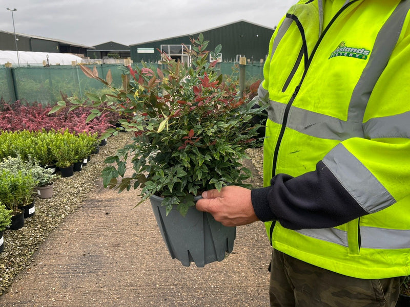 Nandina Domestica Obsessed 9 Litre Pot