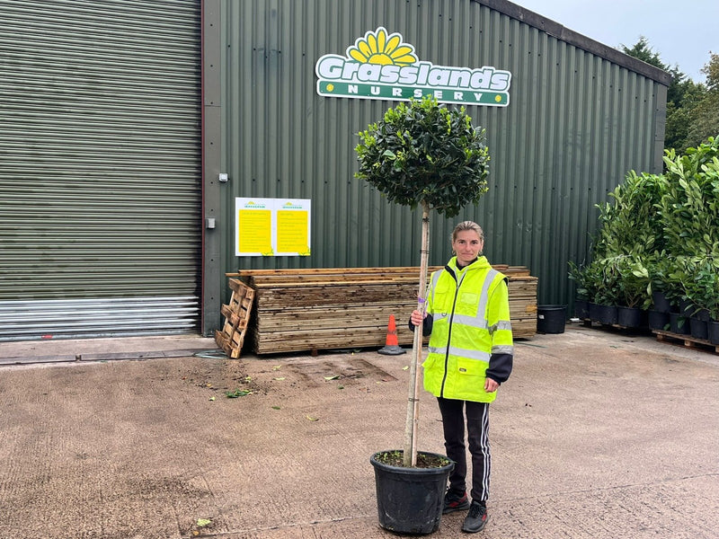 Ilex Nellie Stevens Standard 25 Litre Pot 130cm Stem