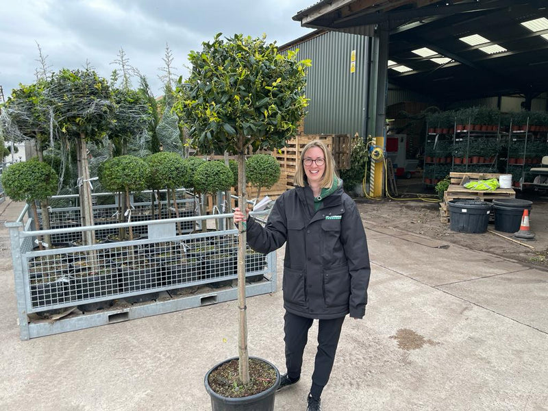 Ilex Nellie Stevens Standard 25 Litre Pot 130cm Stem