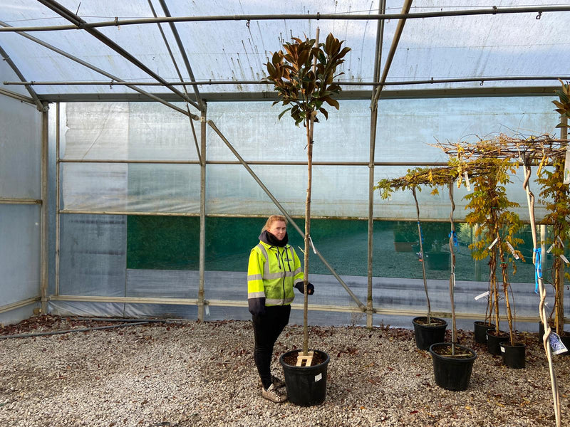 Magnolia Grandiflora Gallisoniensis 25 Litre Pot Full Std