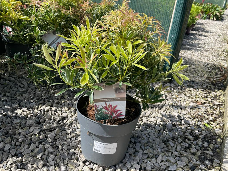 Pieris Japonica Flaming Silver 5 Litre Pot