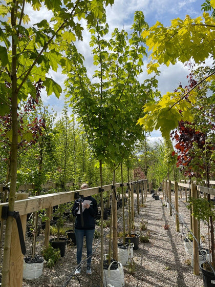 Acer Plat Emerald Queen Standard 8-10cm Girth
