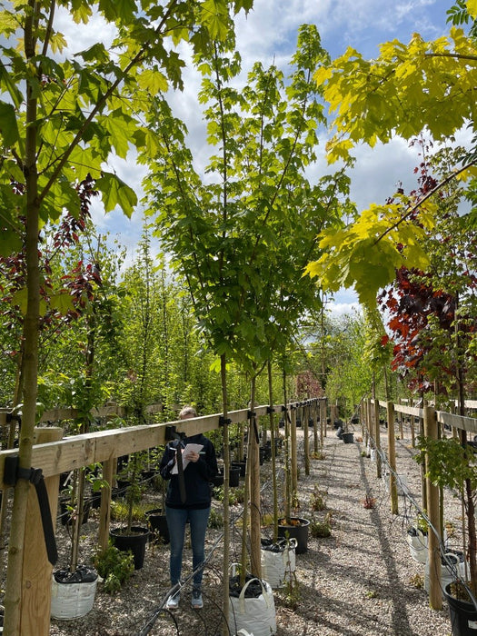 Acer Plat Emerald Queen Standard 8-10cm Girth
