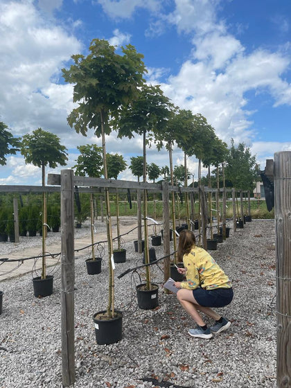 Acer Platanoides Globosum 220cm Heavy Standard 8/10cm Girth