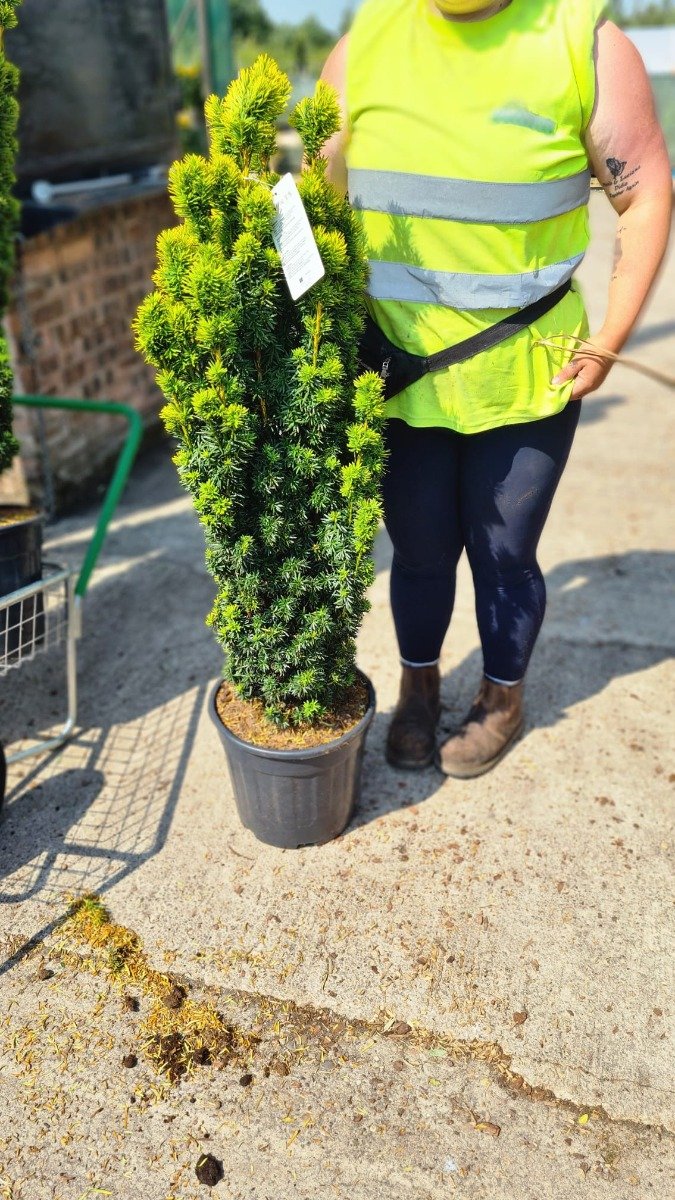 Yew Baccata David 12 Litre Pot 90/100cm