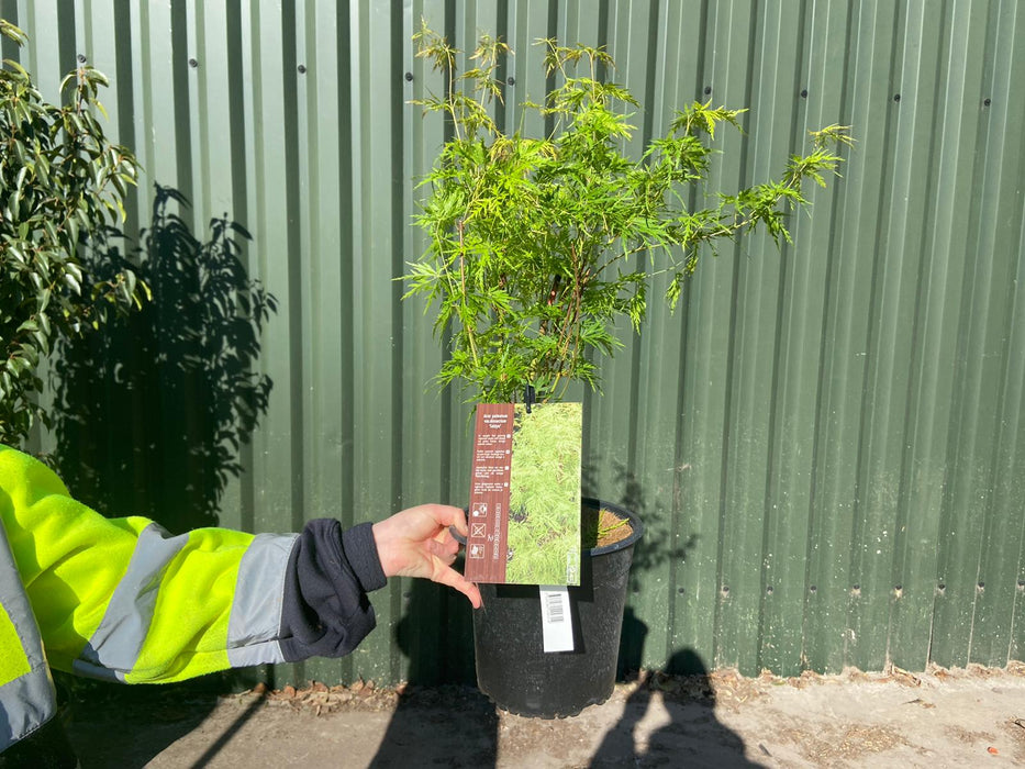 Acer palmatum Seiryu 4.5 Litre Pot
