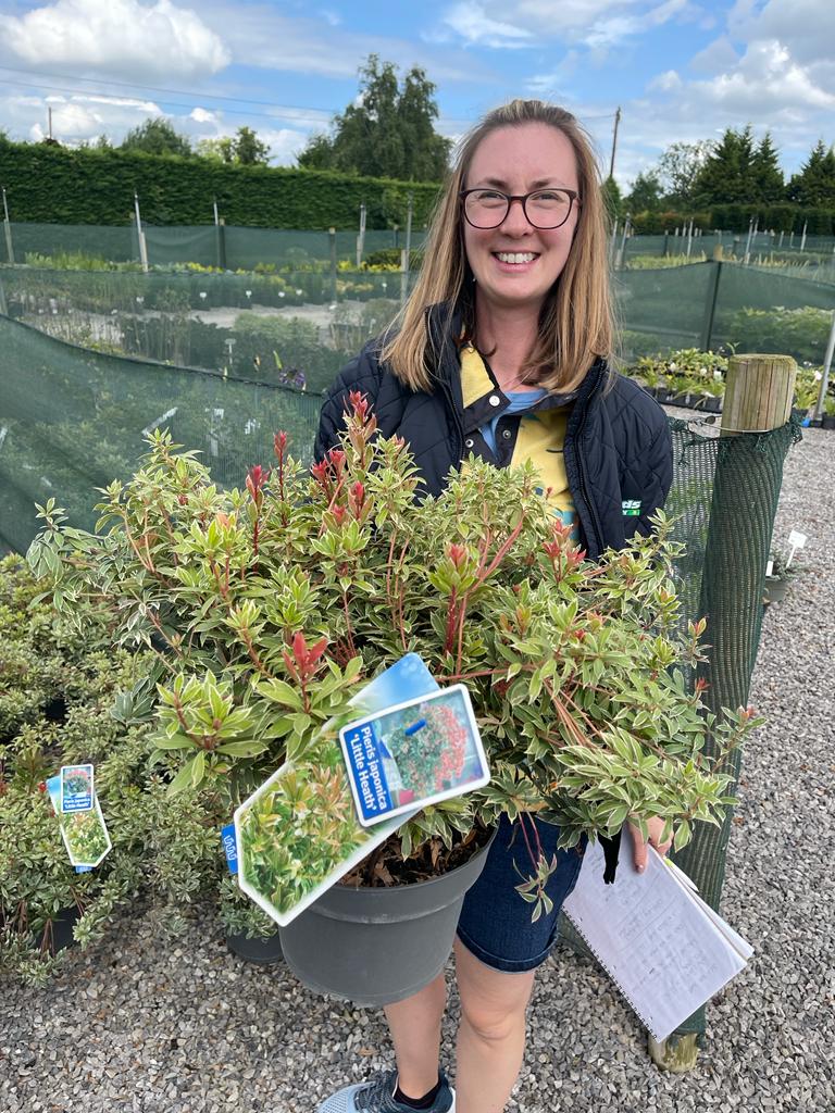 Pieris jap. Little Heath 5 Litre Pot