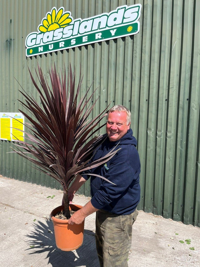 Cordyline Red Star 15 Litre Pot