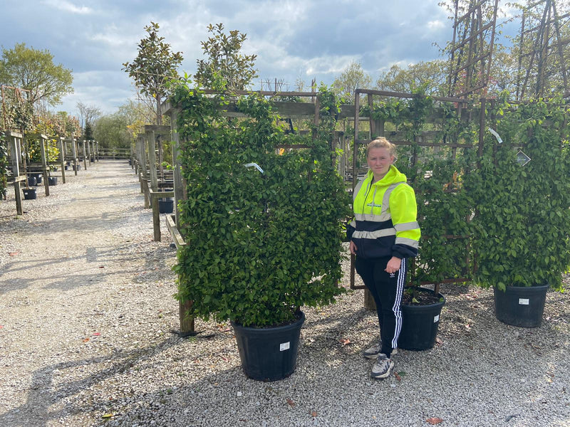 Carpinus Betulus Pleached Frame 160cm x 110cm