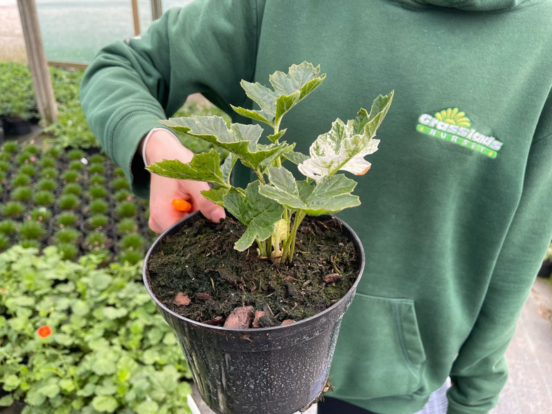 Acanthus Whitewater 3 Litre Pot