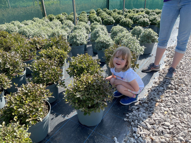 Pittosporum Ten. Tom Thumb 10 Litre Pot