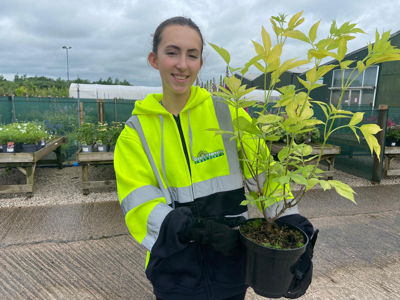 Sambucus Gold Tower 3 Litre Pot